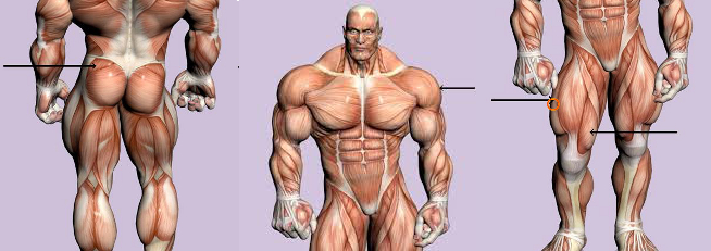 Best-Steroids-in-Bodybuilding.-Determine.jpg