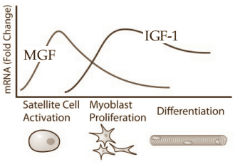 mechano-growth-factor.gif